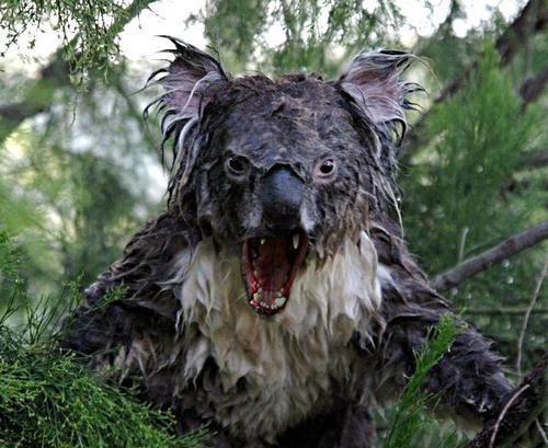 angry wet koala Blank Meme Template
