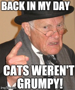 Back In My Day | BACK IN MY DAY CATS WEREN'T GRUMPY! | image tagged in memes,back in my day | made w/ Imgflip meme maker