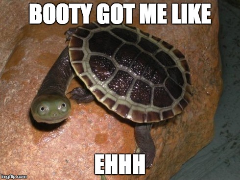 turtle meme | BOOTY GOT ME LIKE EHHH | image tagged in turtle meme | made w/ Imgflip meme maker
