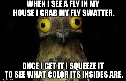 WTF Potoo?! | WHEN I SEE A FLY IN MY HOUSE I GRAB MY FLY SWATTER. ONCE I GET IT I SQUEEZE IT TO SEE WHAT COLOR ITS INSIDES ARE. | image tagged in memes,weird stuff i do potoo,funny,weird | made w/ Imgflip meme maker
