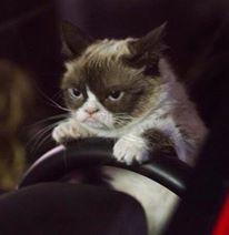 High Quality Grumpy Cat Car Blank Meme Template