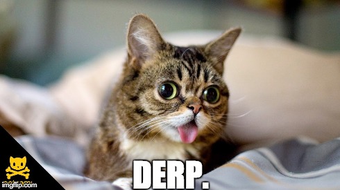 DERP. | image tagged in cat | made w/ Imgflip meme maker