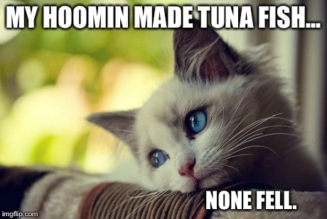 Maybe Next Time. | MY HOOMIN MADE TUNA FISH... NONE FELL. | image tagged in memes,first world problems cat,sad cat,sad,cute,cats | made w/ Imgflip meme maker