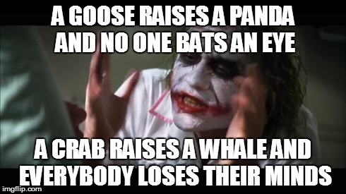 And everybody loses their minds Meme | A GOOSE RAISES A PANDA AND NO ONE BATS AN EYE A CRAB RAISES A WHALE AND EVERYBODY LOSES THEIR MINDS | image tagged in memes,and everybody loses their minds | made w/ Imgflip meme maker