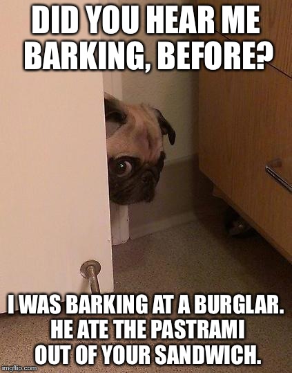 True Story. | DID YOU HEAR ME BARKING, BEFORE? I WAS BARKING AT A BURGLAR. HE ATE THE PASTRAMI OUT OF YOUR SANDWICH. | image tagged in guilty pug,dogs,memes,bad,cute,funny | made w/ Imgflip meme maker