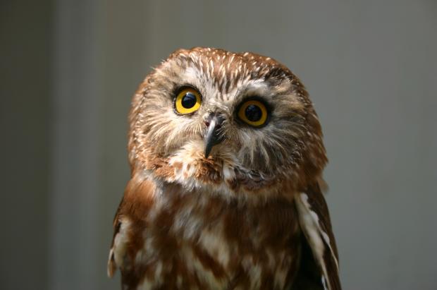 High Quality dreamy owl Blank Meme Template