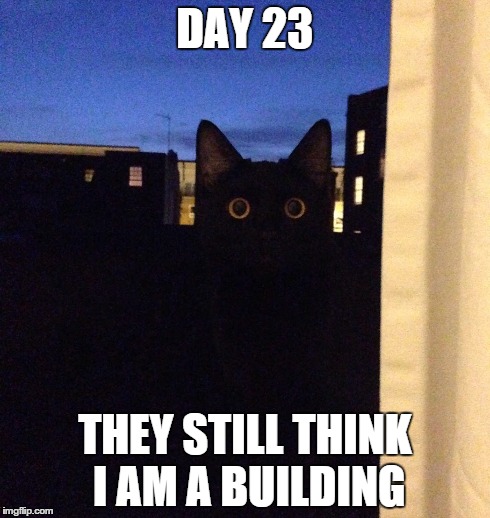 DAY 23 THEY STILL THINK I AM A BUILDING | image tagged in cats | made w/ Imgflip meme maker