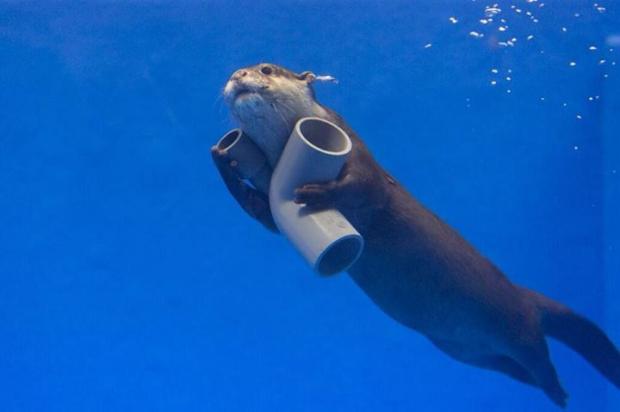 plumbing otter Blank Meme Template