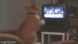Everyone loves sports... even cats | image tagged in gifs,boxing,cats | made w/ Imgflip video-to-gif maker