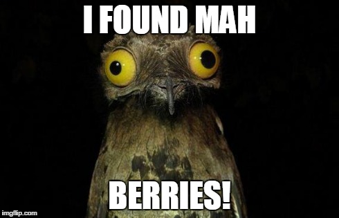 Weird Stuff I Do Potoo | I FOUND MAH BERRIES! | image tagged in memes,weird stuff i do potoo | made w/ Imgflip meme maker