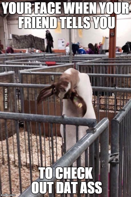 when your friend sees dat ass | YOUR FACE WHEN YOUR FRIEND TELLS YOU TO CHECK OUT DAT ASS | image tagged in goats,dat ass | made w/ Imgflip meme maker