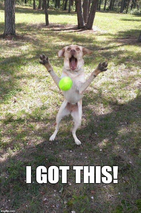 I Got This! | I GOT THIS! | image tagged in dogs,ball | made w/ Imgflip meme maker