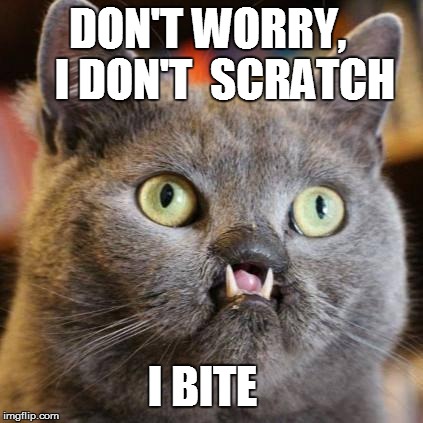 Vampire cat  | DON'T WORRY,    I DON'T  SCRATCH I BITE | image tagged in vampire cat | made w/ Imgflip meme maker