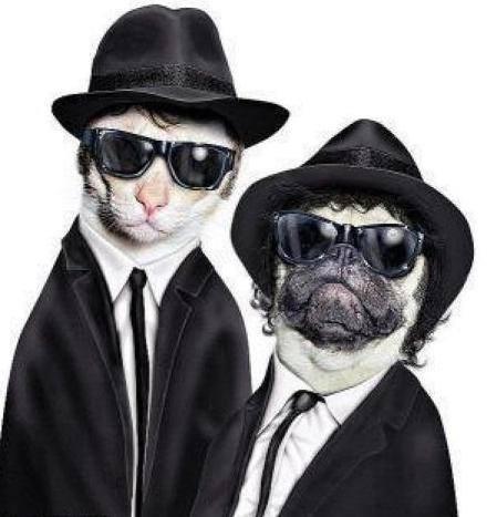 High Quality Blues Brothers Animals Blank Meme Template