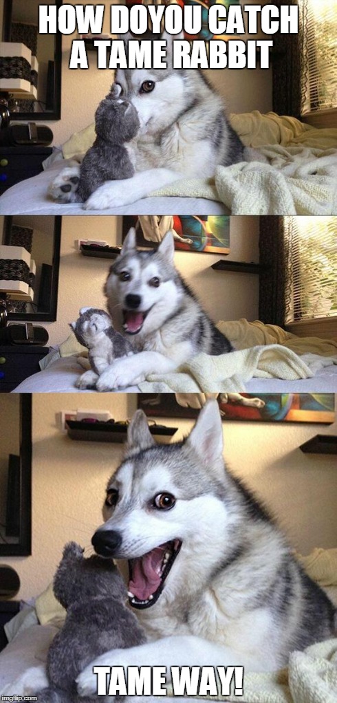Bad Pun Dog Meme | HOW DOYOU CATCH A TAME RABBIT TAME WAY! | image tagged in memes,bad pun dog | made w/ Imgflip meme maker