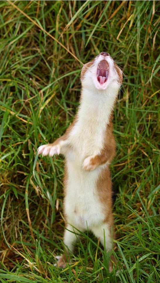 High Quality Singing Stoat Blank Meme Template