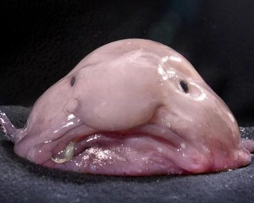 Blobfish Blank Meme Template