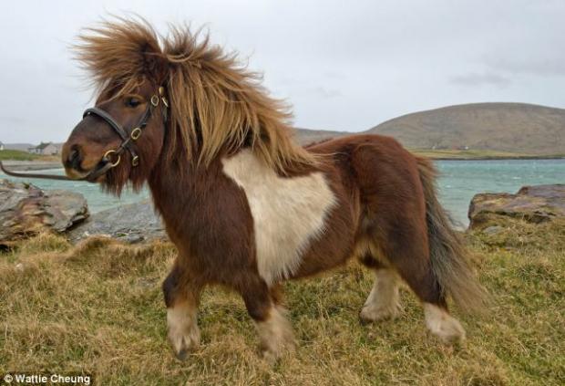 Shetland Pony Blank Meme Template