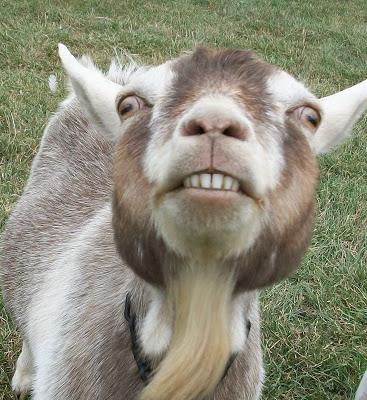 scarey goat Blank Meme Template