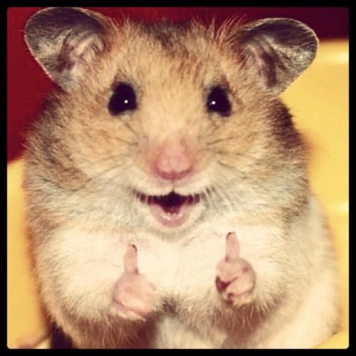 AAAAYYYYEE HAMSTER Blank Meme Template
