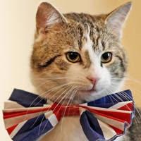 High Quality British cat Blank Meme Template