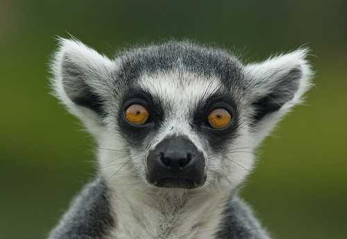 Lemur Blank Meme Template