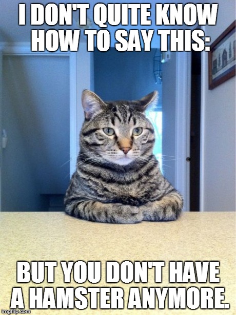 Take A Seat Cat Meme | I DON'T QUITE KNOW HOW TO SAY THIS: BUT YOU DON'T HAVE A HAMSTER ANYMORE. | image tagged in memes,take a seat cat | made w/ Imgflip meme maker