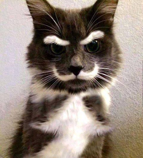 cat mustach angry Blank Meme Template