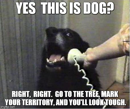 Yes this is dog | YES  THIS IS DOG? RIGHT,  RIGHT.  GO TO THE TREE, MARK YOUR TERRITORY, AND YOU'LL LOOK TOUGH. | image tagged in yes this is dog | made w/ Imgflip meme maker