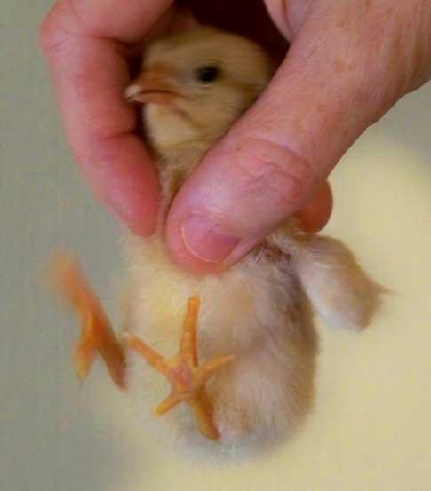 Baby Chicken Being Picked Up Blank Meme Template
