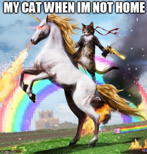 Welcome To The Internets | MY CAT WHEN IM NOT HOME | image tagged in memes,welcome to the internets | made w/ Imgflip meme maker