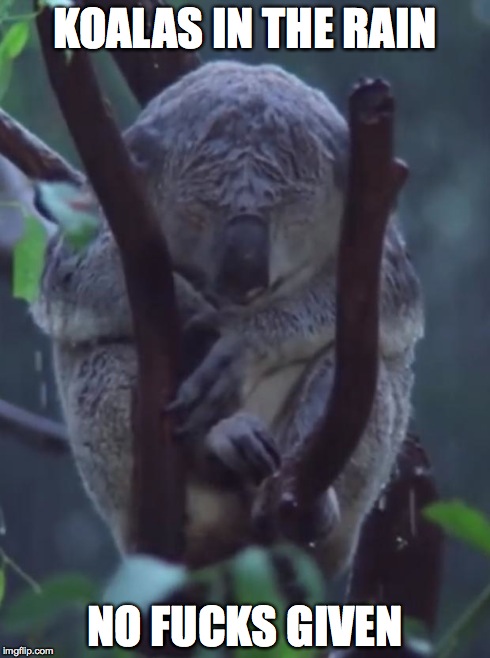 Koala in the Rain | KOALAS IN THE RAIN NO F**KS GIVEN | image tagged in koala in the rain,koalas | made w/ Imgflip meme maker