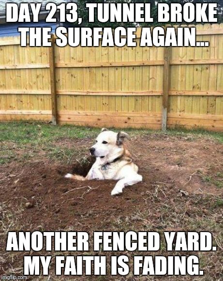 Escape. | DAY 213, TUNNEL BROKE THE SURFACE AGAIN... ANOTHER FENCED YARD. MY FAITH IS FADING. | image tagged in dog,funny,memes,oops | made w/ Imgflip meme maker