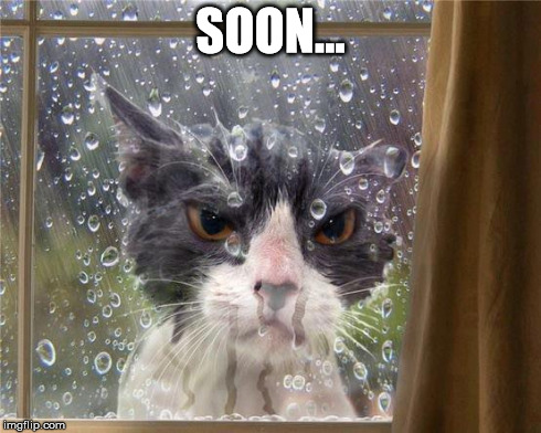 SOON... | image tagged in cat | made w/ Imgflip meme maker