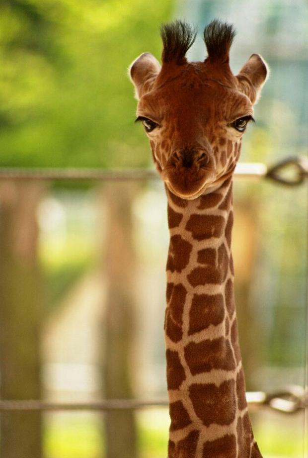 Giraffe Blank Meme Template
