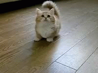 image tagged in gifs,kittens,cute | made w/ Imgflip video-to-gif maker