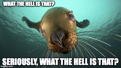 Look Hard, Question Everything! | WHAT THE HELL IS THAT? SERIOUSLY, WHAT THE HELL IS THAT? | image tagged in commander,explorationhistory,funny,seal,cute animal | made w/ Imgflip meme maker