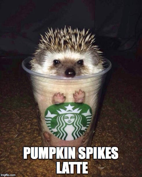 Just in time for Halloween... | PUMPKIN SPIKES LATTE | image tagged in hedgehog,pumpkin spice | made w/ Imgflip meme maker