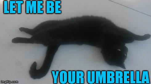 Kitty Umbrella | LET ME BE YOUR UMBRELLA | image tagged in kitty,umbrella,pixie,cat,stretching | made w/ Imgflip meme maker