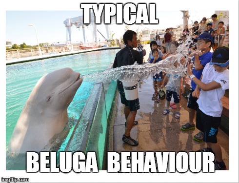 TYPICAL BELUGA  BEHAVIOUR | image tagged in beautyandthebeast | made w/ Imgflip meme maker