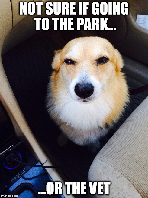 NOT SURE IF GOING TO THE PARK... ...OR THE VET | made w/ Imgflip meme maker