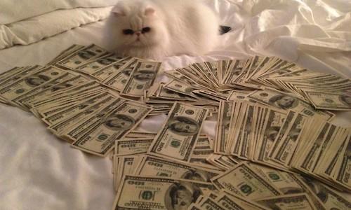 High Quality cat with cash Blank Meme Template