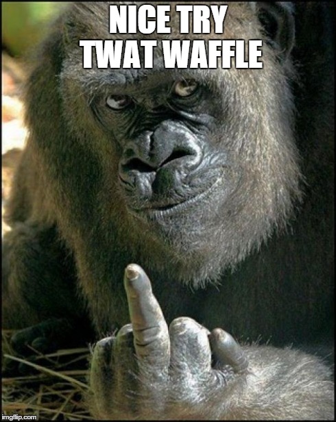 Gorilla Sushi Says | NICE TRY TWAT WAFFLE | image tagged in gorilla sushi says | made w/ Imgflip meme maker