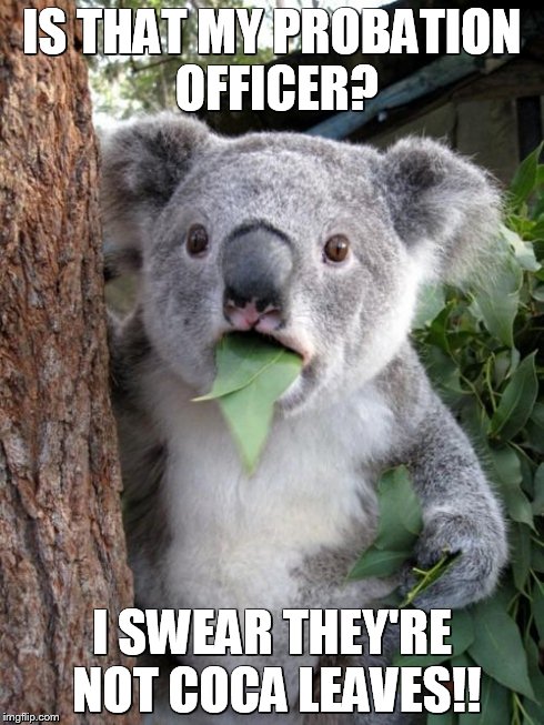 Surprised Koala | IS THAT MY PROBATION OFFICER? I SWEAR THEY'RE NOT COCA LEAVES!! | image tagged in memes,surprised koala | made w/ Imgflip meme maker
