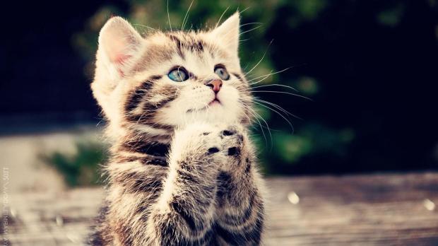 Cute Cat Praying Blank Meme Template