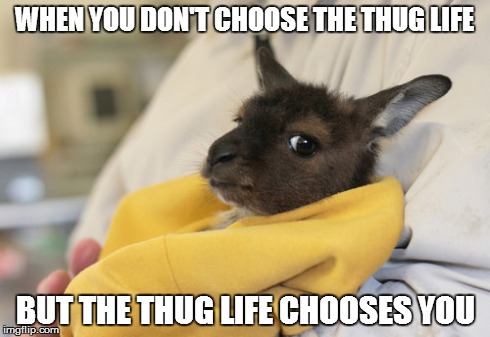 Thug Life Kangaroo   | WHEN YOU DON'T CHOOSE THE THUG LIFE BUT THE THUG LIFE CHOOSES YOU | image tagged in thug life,meme,memes,cute,funny | made w/ Imgflip meme maker