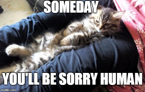 SOMEDAY YOU'LL BE SORRY HUMAN | image tagged in someday you'll be sorry human,cats | made w/ Imgflip meme maker