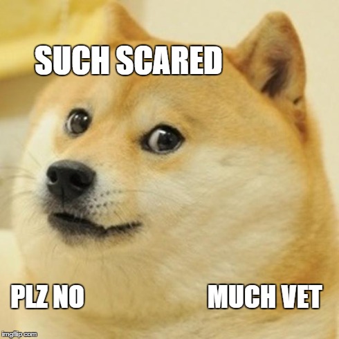 Doge Meme | PLZ NO























MUCH VET SUCH SCARED | image tagged in memes,doge | made w/ Imgflip meme maker