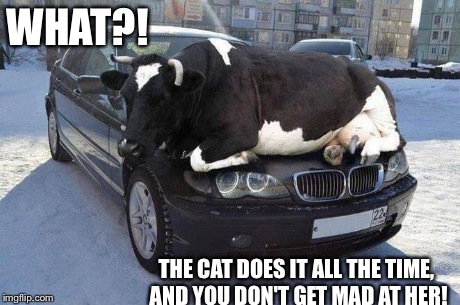 Udderly Unfair. | WHAT?! THE CAT DOES IT ALL THE TIME, AND YOU DON'T GET MAD AT HER! | image tagged in cow,car,funny,meme,weird | made w/ Imgflip meme maker