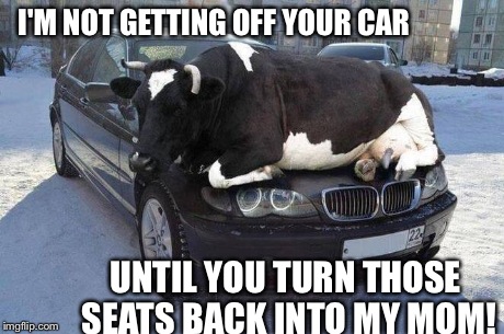 Nonviolent Protest. | I'M NOT GETTING OFF YOUR CAR UNTIL YOU TURN THOSE SEATS BACK INTO MY MOM! | image tagged in cow,cars,funny,meme,bmw | made w/ Imgflip meme maker